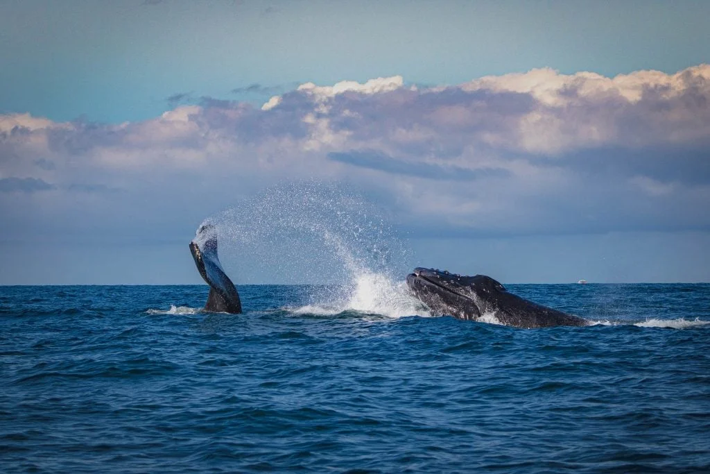 Whale Watching